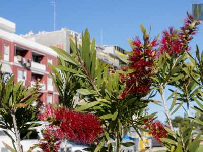 ...e il rosso delicato di un callistemone, pianta di origine tropicale apprezzata anche in Italia
